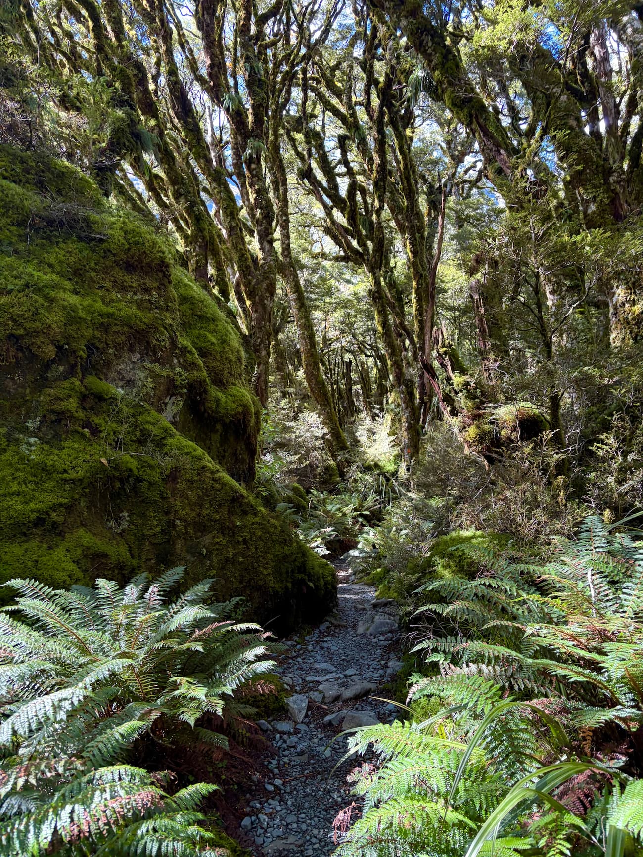 Lush green forest with ferns and moss near Lake Mackenzie