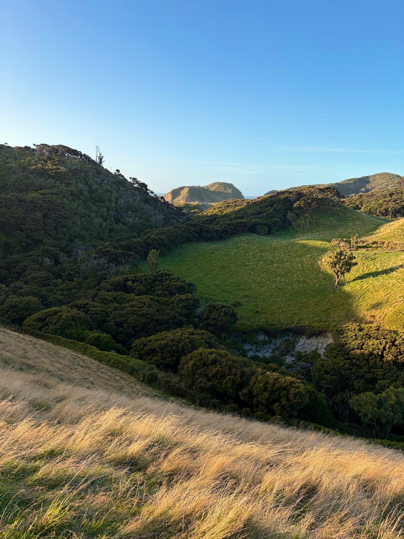 Green sandhills with vegetation and tidal rivers on the trek to Wharariki Beach